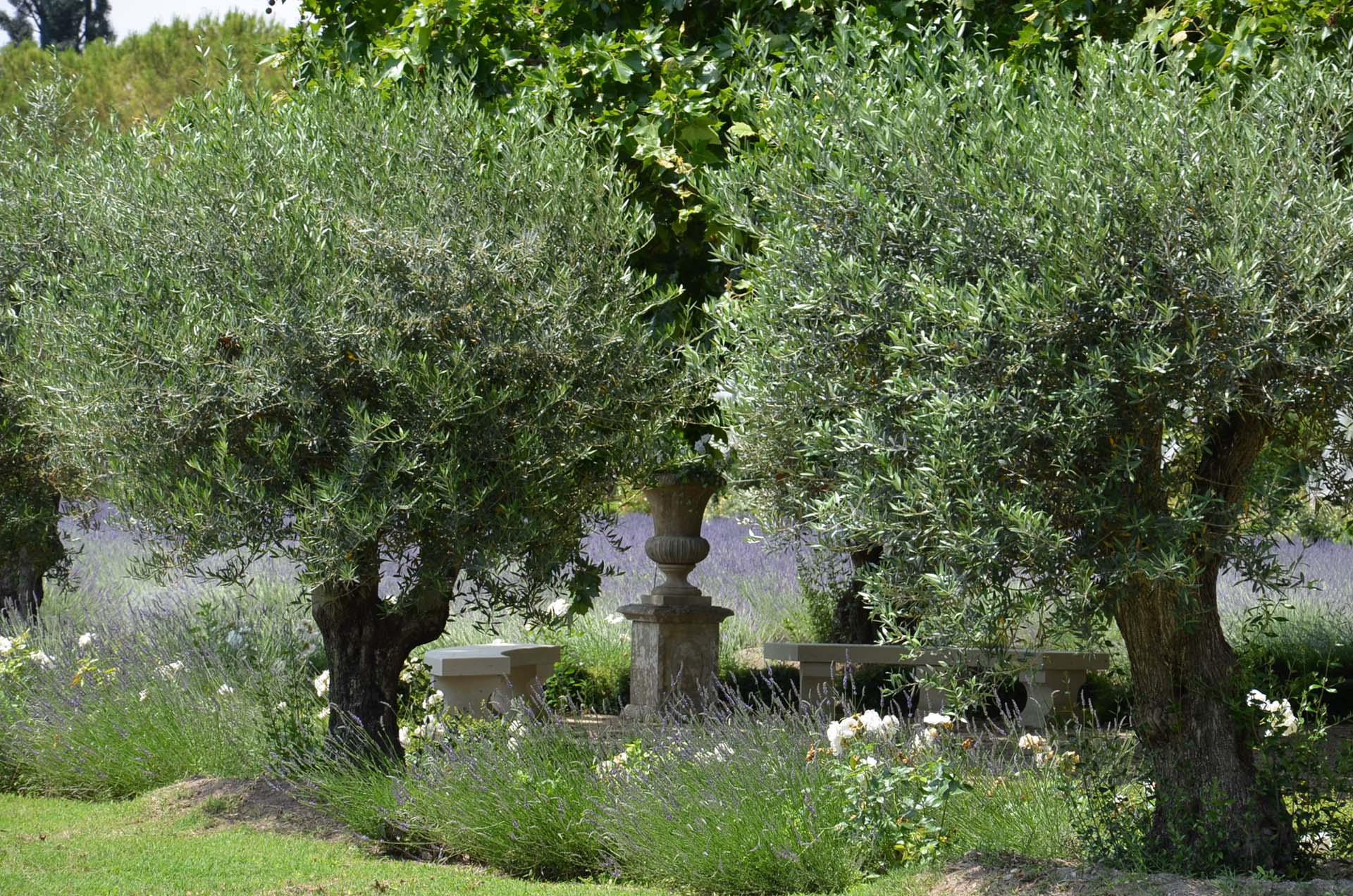 Le Sud, lavandes, oliviers, petit coin à l'ombre du platane,