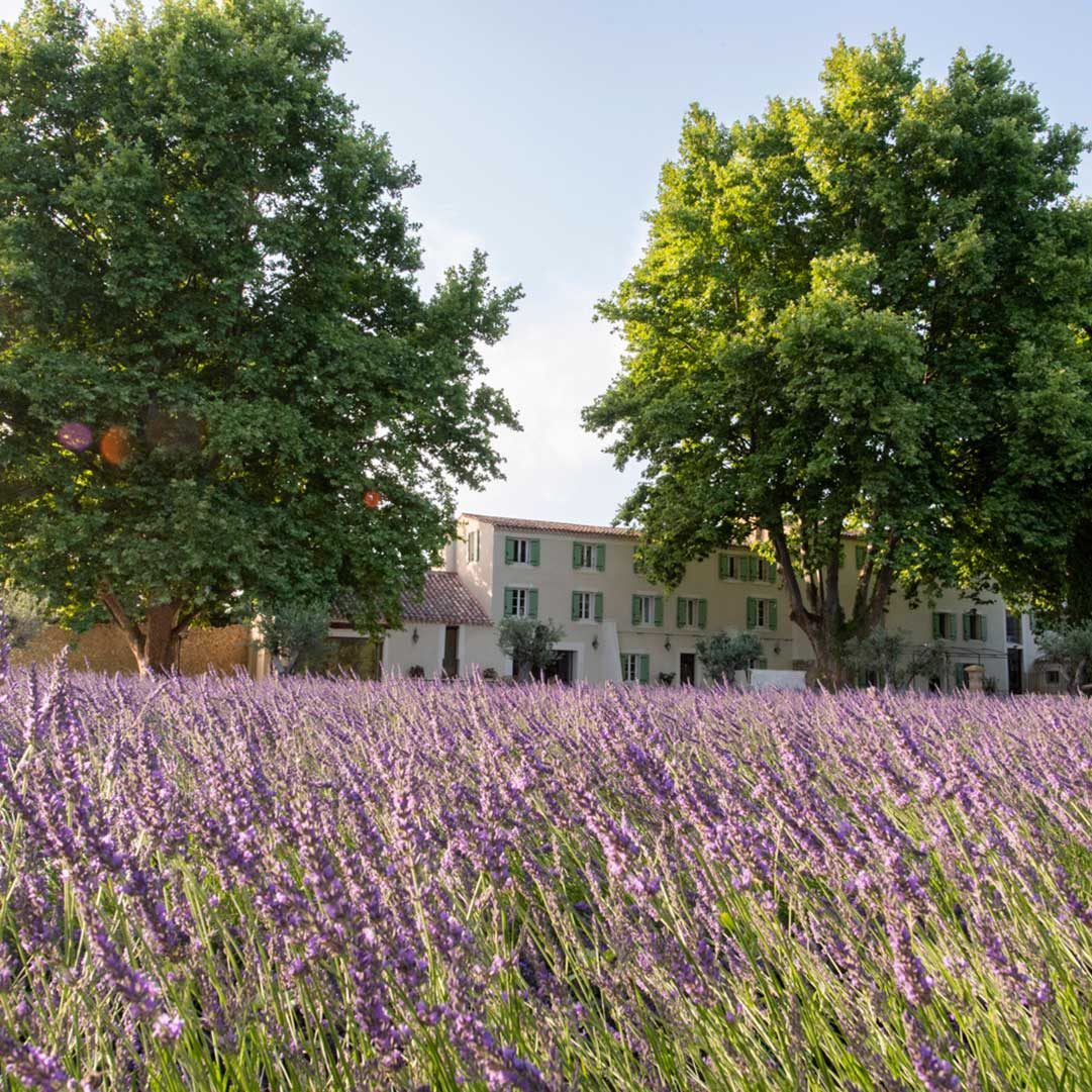 Bastides-des-lavandins_Jardin-naturaliste_Lavande_Bettina-Martin_Artiste-paysagiste