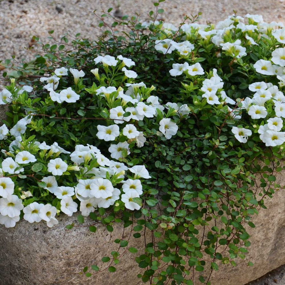 Conseil-La-touche-Paysali-garden