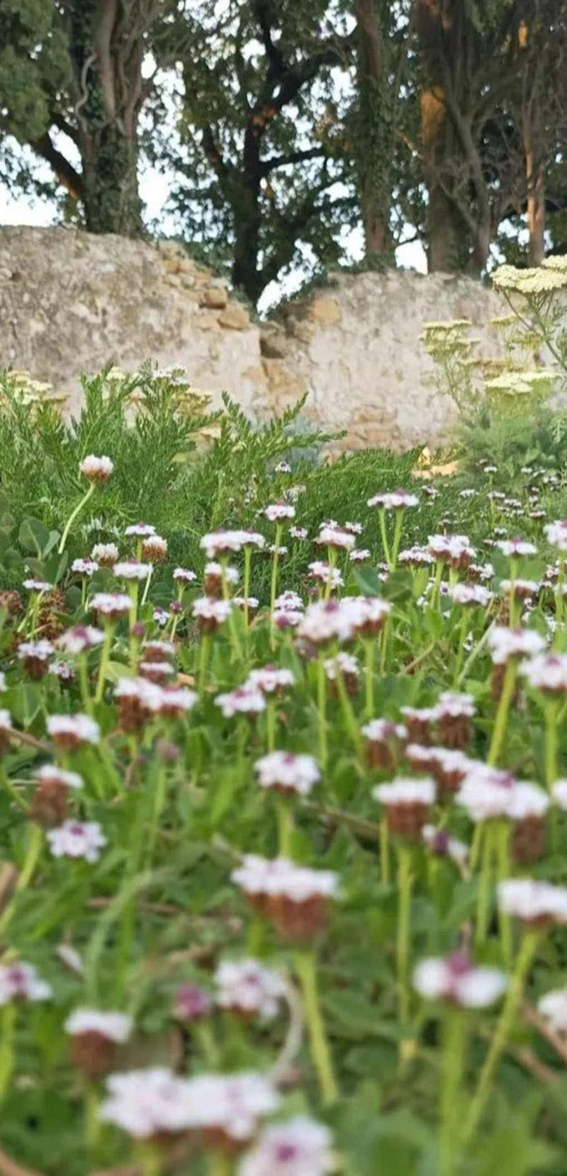 Fleurs_jardin-en-provence_jardin-méditerranéen_conception-de-jardin_jardin-de-prestige_paysali-garden-design_gazon-alternatif_paysali_jardin-sec